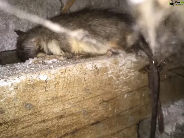 Dead Rat Removal Wonglepong